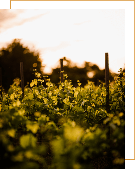 Photo Champ de Vignes Homage to Heritage Vins Prestige